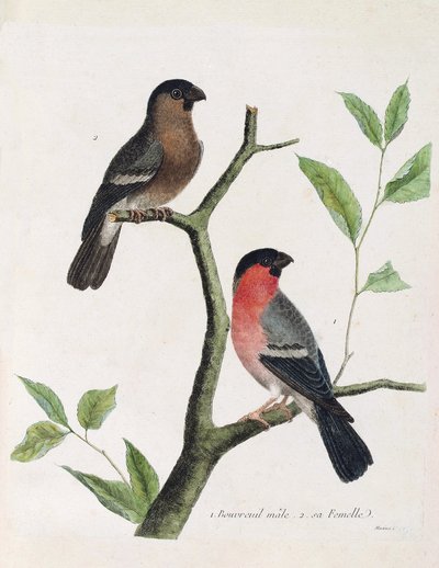Zoologische Tafel (Ornithologie): von unten nach oben: männlicher und weiblicher Gimpel auf einem Ast. Illustration in „Die Geschichte der Vögel, gemalt in ihren erscheinenden und empfindlichen Aspekten“ von Francois Nicolas Martinet von Francois Nicolas Martinet