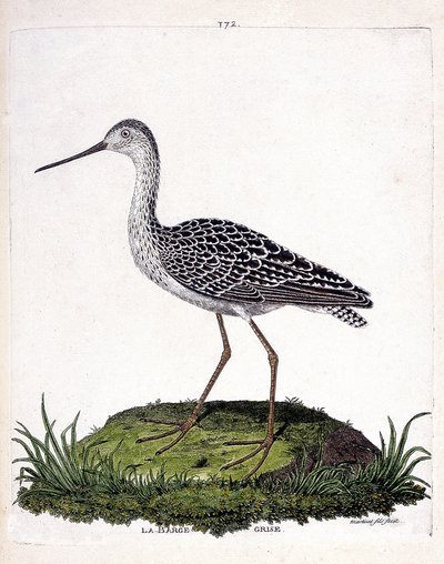 Zoologische Tafel (Ornithologie): Pfuhlschnepfe (Limosa lapponica). Illustration in „Die Geschichte der Vögel, gemalt in ihren erscheinenden und empfindlichen Aspekten“ von Francois Nicolas Martinet (1731-1800). Private Sammlung von Francois Nicolas Martinet