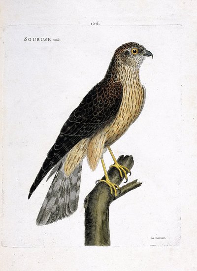 Zoologische Tafel (Ornithologie): Männlicher Kornweihe (Circus cyaneus) auf einem Ast. Illustration in „Die Geschichte der Vögel, gemalt in ihren erscheinenden und empfindlichen Aspekten“ von Francois Nicolas Martinet (1731-1800). Private Sammlung. von Francois Nicolas Martinet