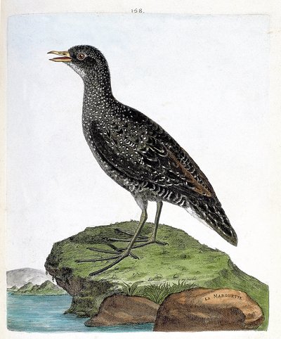 Zoologische Tafel (Ornithologie): Marouette (Porzana porzana). Illustration in „Die Geschichte der Vögel“ von Francois Nicolas Martinet (1731-1800). Private Sammlung. von Francois Nicolas Martinet