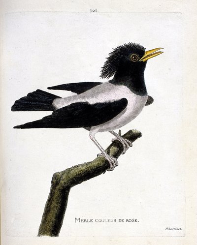 Zoologische Tafel (Ornithologie): Der rosa Star (Rosenstar oder Sturnus roseus) auf einem Ast. Illustration in „Die Geschichte der Vögel, gemalt in ihren erscheinenden und empfindlichen Aspekten“ von Francois Nicolas Martinet (1731-1800). Private Sammlung. von Francois Nicolas Martinet