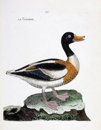Zoologische Tafel (Ornithologie): Brandgans (Tadorna tadorna). Illustration in „Die Geschichte der Vögel, gemalt in ihren erscheinenden und empfindlichen Aspekten“ von Francois Nicolas Martinet (1731-1800). Private Sammlung von Francois Nicolas Martinet