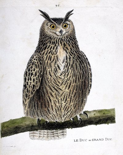 Zoologische Tafel (Ornithologie): Der Uhu (Bubo bubo) auf einem Ast. Illustration in „Die Geschichte der Vögel, gemalt in ihren erscheinenden und empfindlichen Aspekten“ von Francois Nicolas Martinet (1731-1800). Private Sammlung. von Francois Nicolas Martinet