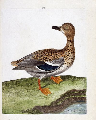 Zoologische Tafel (Ornithologie): Weibliche Wildente (Stockente oder Anas platyrhynchos). Illustration in „Die Geschichte der Vögel, gemalt in ihren erscheinenden und empfindlichen Aspekten“ von Francois Nicolas Martinet (1731-1800). Private Sammlung. von Francois Nicolas Martinet