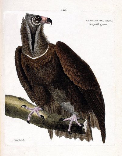 Zoologische Tafel (Ornithologie): Der Mönchsgeier (Aegypius monachus) auf einem Ast. Illustration in „Die Geschichte der Vögel, gemalt in ihren erscheinenden und empfindlichen Aspekten“ von Francois Nicolas Martinet (1731-1800). Private Sammlung. von Francois Nicolas Martinet