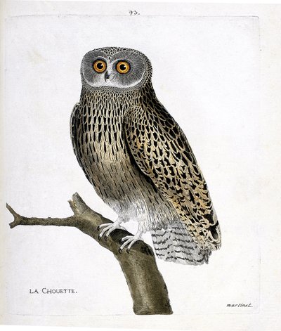 Zoologische Tafel (Ornithologie): Die Eule (Strix aluco) auf einem Ast. Illustration in „Die Geschichte der Vögel“ von Francois Nicolas Martinet (1731-1800). Private Sammlung. von Francois Nicolas Martinet