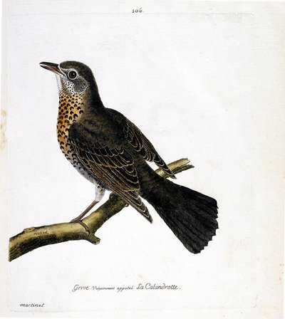 Zoologische Tafel (Ornithologie): Die Drossel (Calandrotte) auf einem Ast. Illustration in „Die Geschichte der Vögel“ von Francois Nicolas Martinet (1731-1800). Private Sammlung. von Francois Nicolas Martinet