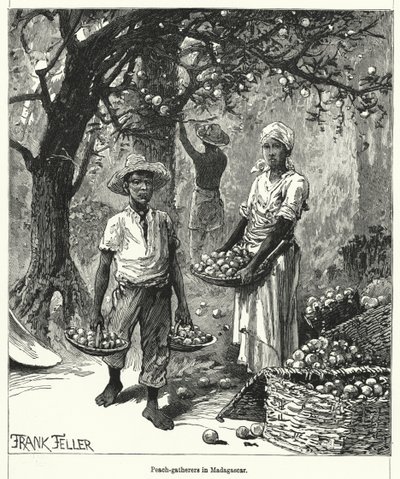 Pfirsichsammler in Madagaskar von Frank (after) Feller