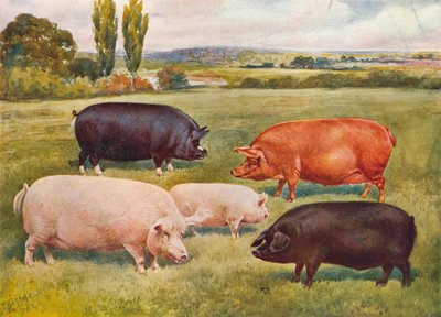 Schweinerassen, ca. 1902-1910 von Frank Babbage