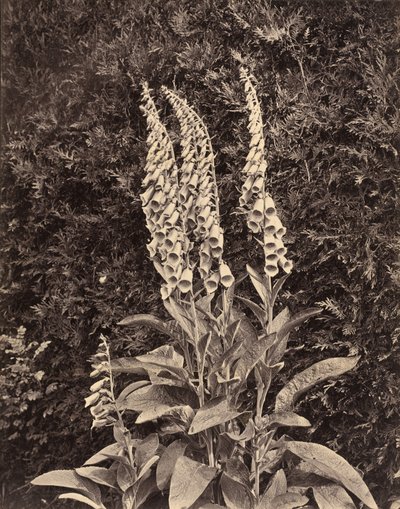 Fingerhüte, um 1860er von Frank Mason Good