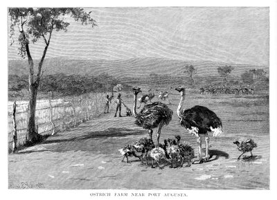 Straußenfarm in der Nähe von Port Augusta, Südaustralien von Frank P. Mahony
