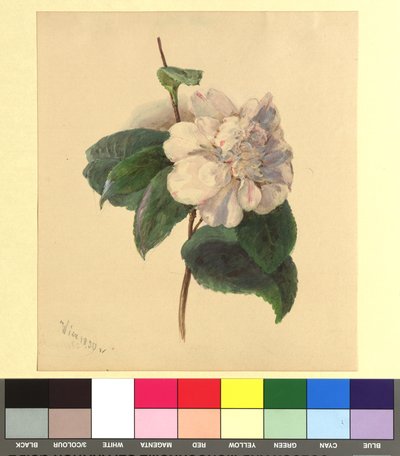 Blumenaquarell von Franz Alt