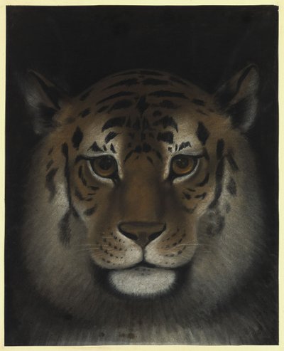 Tigerkopf von Franz Krüger