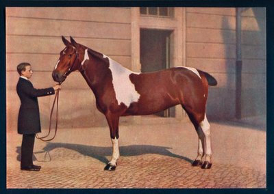 Ein Foto eines Pferdes aufgenommen mit einem Zeiss Tessar-Objektiv, ca. 1908 von Franz Kuhn