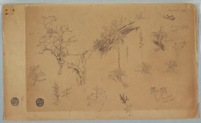 Zeichnung, Eine Gruppe von dreizehn botanischen Studien aus Kolumbien oder Ecuador, 1853 von Frederic Edwin Church