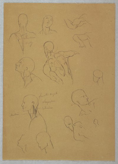 Anatomische Studien, 1865–1870 von Frederic Edwin Church