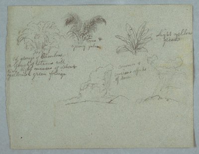 Bambus, Weinrebe und junge Palme, Regen über Rio Magdalena, Kolumbien von Frederic Edwin Church