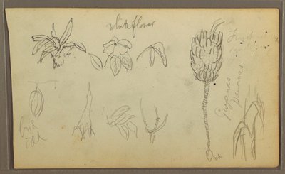 Botanische Skizzen, 1857 von Frederic Edwin Church