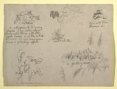 Botanische Skizzen, Kolumbien, 1853 von Frederic Edwin Church