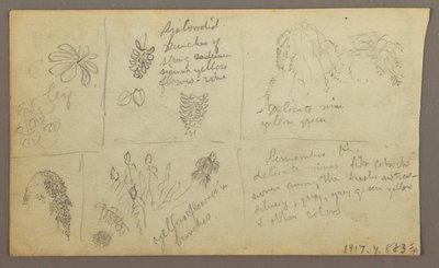 Botanische Skizzen, Ecuador oder Kolumbien; Rückseite: Botanische Skizzen, 1857 von Frederic Edwin Church