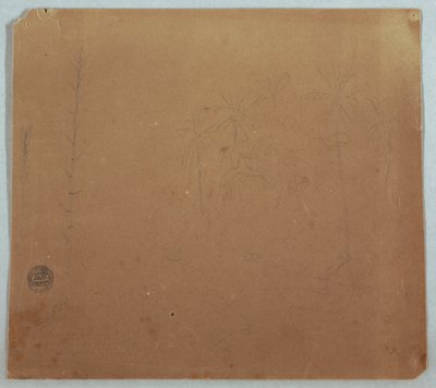 Zeichnung, Botanische Skizzen, Möglicherweise Bambus, Palmen und Büsche, Ecuador oder Kolumbien, 1853 oder 1857 von Frederic Edwin Church