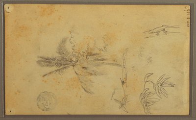 Zeichnung, Botanische Skizzen; Rückseite: Eidechse, Palme, 1857 von Frederic Edwin Church