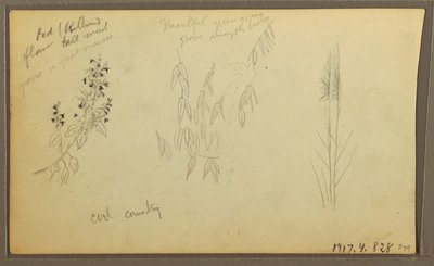 Botanische Skizzen, Haus; botanische Skizzen, 1857 von Frederic Edwin Church