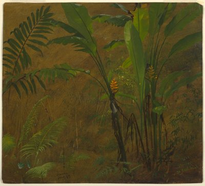 Zeichnung, Botanische Studien aus Jamaika, Westindien, Juni 1887 von Frederic Edwin Church