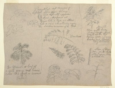 Zeichnung, Botanische Studien, gesehen vom Rio Magdalena, Kolumbien, 1853 von Frederic Edwin Church