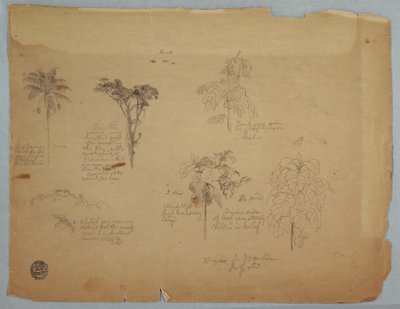 Zeichnung, Botanische Studien mit fliegenden Papageien, Boquia, Kolumbien, Juli 1853 von Frederic Edwin Church