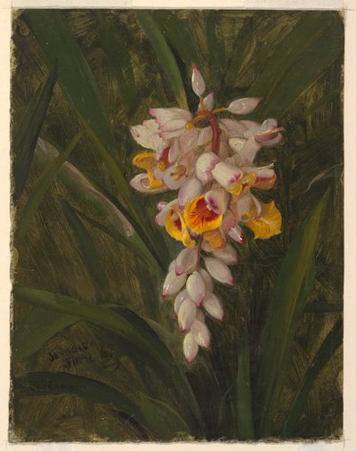 Zeichnung, Kardamom, 1865 von Frederic Edwin Church