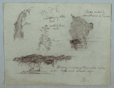 Details von Blumen, Pflanzen und Bäumen entlang eines Flussufers, Rio Magdalena, Kolumbien, 1853, wahrscheinlich Mai von Frederic Edwin Church