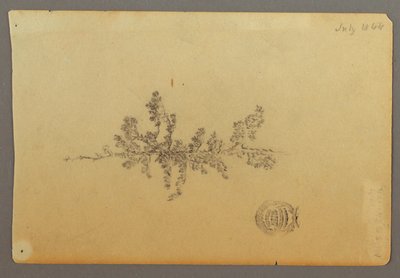 Zeichnung, Immergrüner Baum, 1844 von Frederic Edwin Church