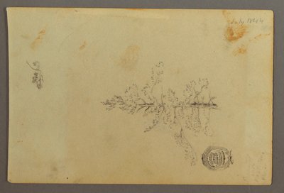 Zeichnung, Immergrüner Baum, 1844 von Frederic Edwin Church