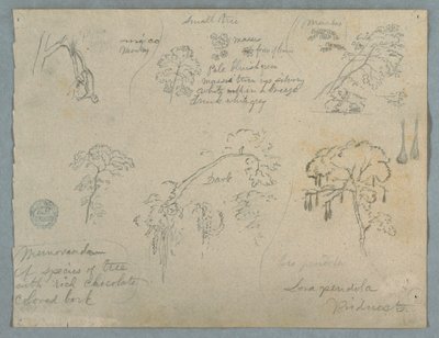 Fünf botanische Studien mit einem hängenden Affen, wahrscheinlich Kolumbien, 1853 von Frederic Edwin Church