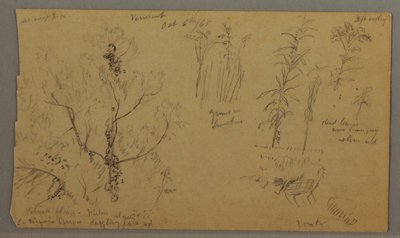 Flora-Studien, 6. Oktober 1865 von Frederic Edwin Church