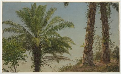 Palmen, Jamaika, Juni 1865 von Frederic Edwin Church