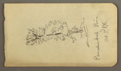 Kieferbaum von Frederic Edwin Church