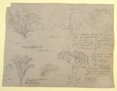 Serie botanischer Studien einschließlich eines Alligators und eines monströsen Baumes, gesehen vom Rio Magdalena, Kolumbien, 1853 von Frederic Edwin Church