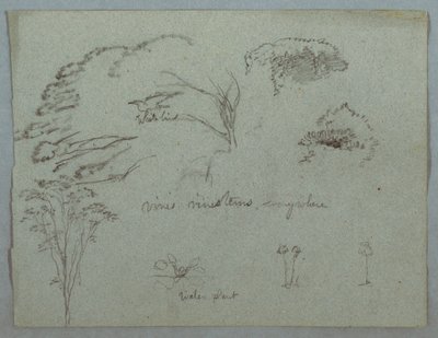 Studien vom Rio Magdalena, Kolumbien: Baumwipfel, fliegender weißer Vogel, Ranken und drei blühende Pflanzen, 1853, wahrscheinlich Mai von Frederic Edwin Church