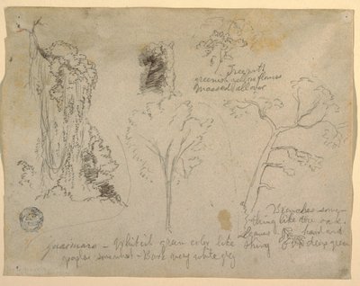 Studien von Bäumen und Pflanzen vom Rio Magdalena, Kolumbien, 1853 von Frederic Edwin Church