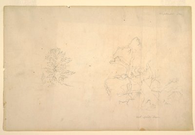 Zeichnung, Baum und toter Baumstamm, September 1844 von Frederic Edwin Church