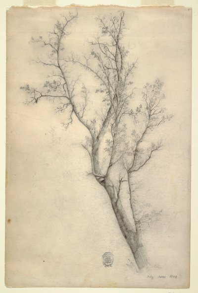 Zeichnung, Baum mit vielen Ästen, Juli 1844 von Frederic Edwin Church