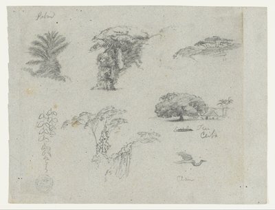 Skizzen aus Südamerika. Botanische Skizzen. Fliegender Kranich. von Frederic Edwin Church