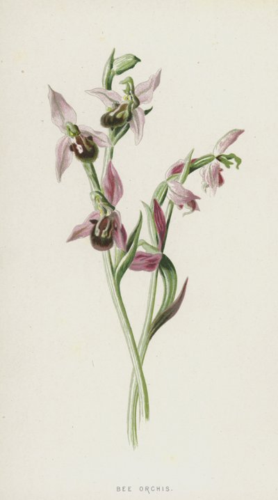 Bienen-Ragwurz von Frederick Edward Hulme