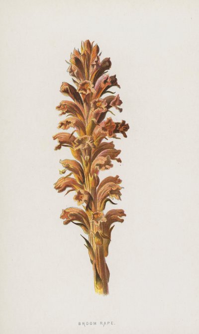 Sommerwurz von Frederick Edward Hulme