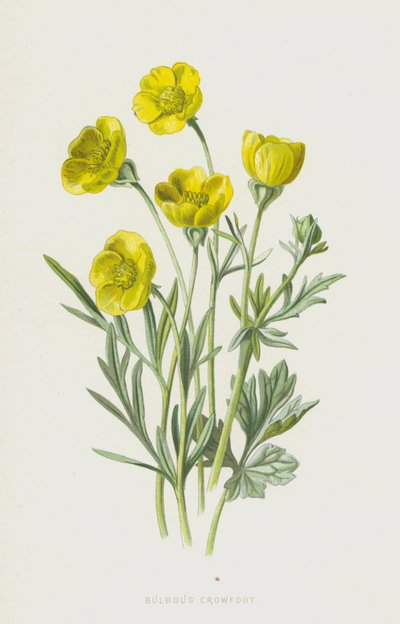 Knolliger Hahnenfuß von Frederick Edward Hulme