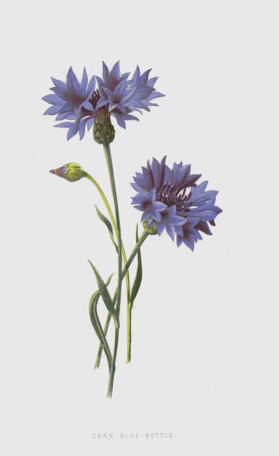 Kornblume von Frederick Edward Hulme