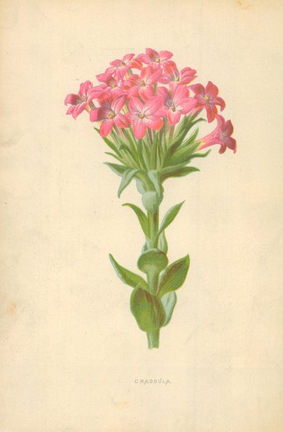 Crassula von Frederick Edward Hulme