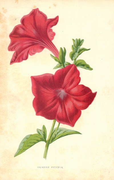Purpurrote Petunie von Frederick Edward Hulme
